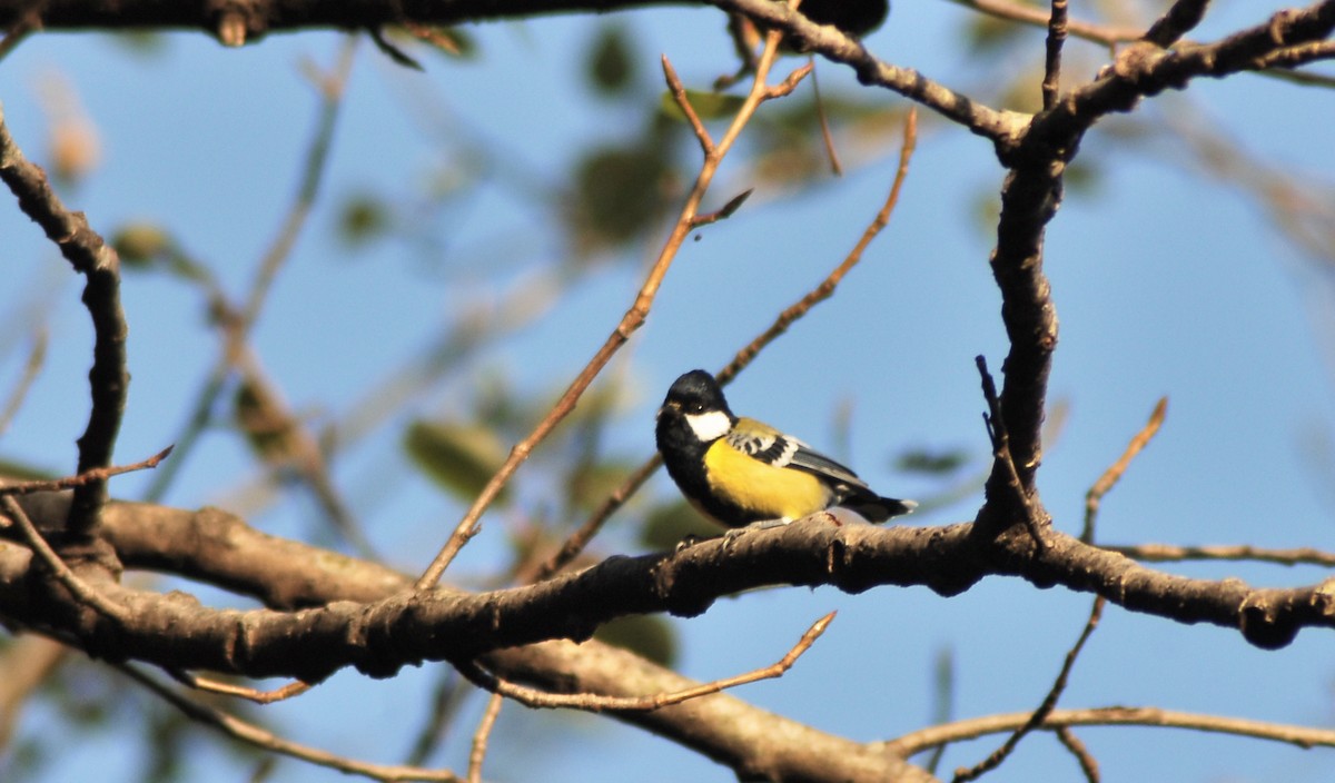 Green-backed Tit - Alok Bhave
