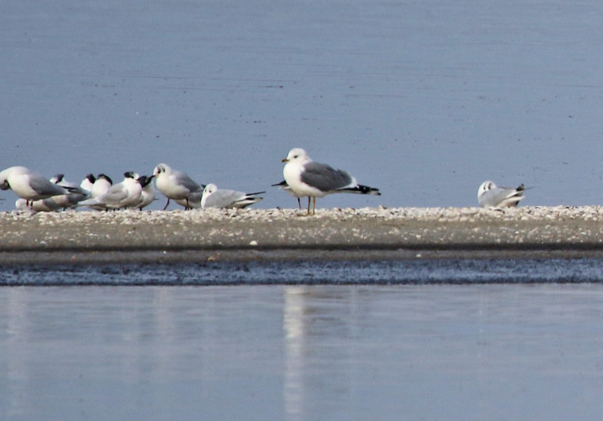 Common Gull - Dimitris  Kokkinidis