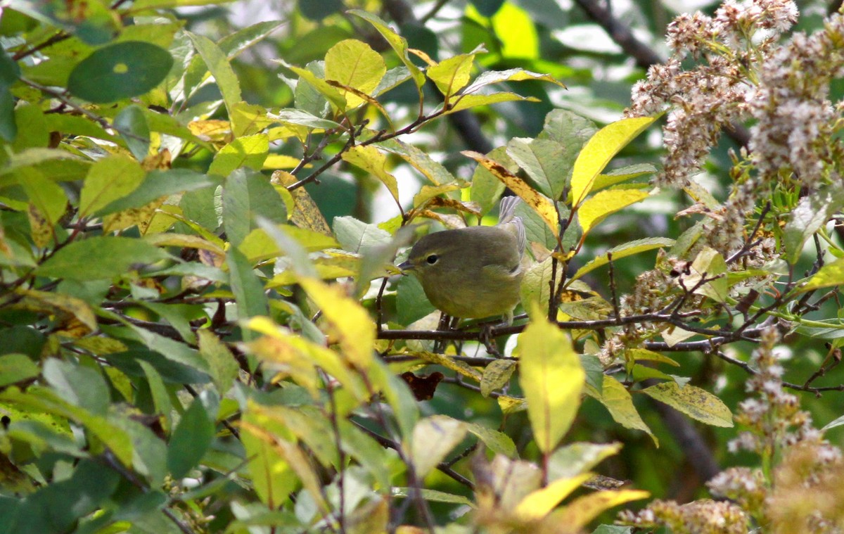 Orange-crowned Warbler (Gray-headed) - Jay McGowan