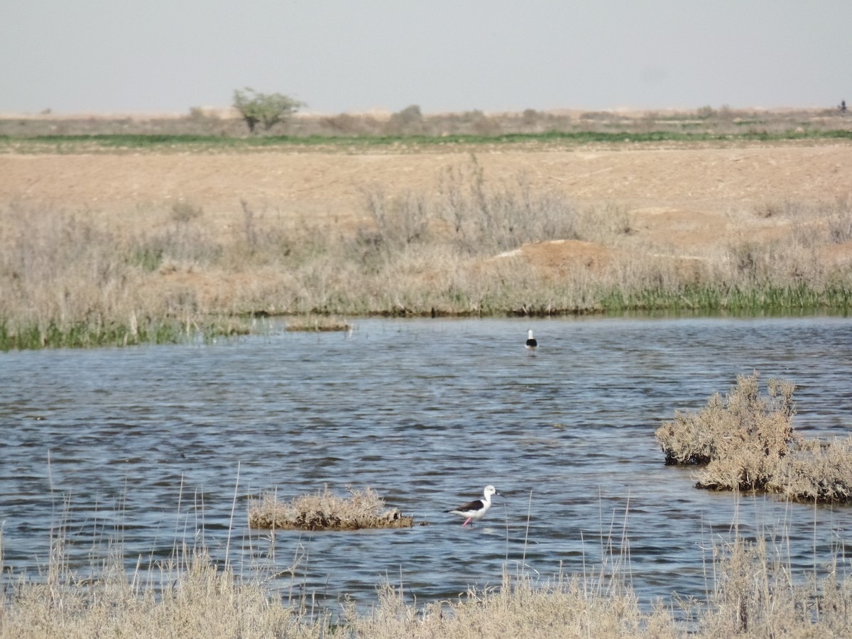 Black-winged Stilt - ML414218081