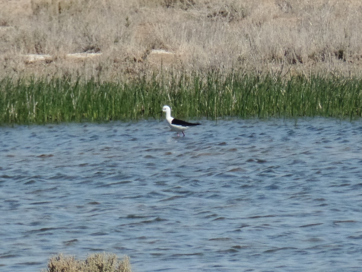 Black-winged Stilt - ML414218091