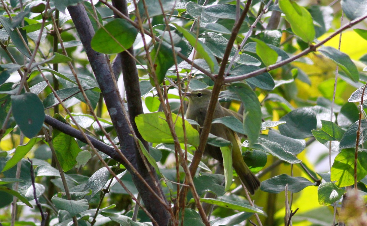 Orange-crowned Warbler (Gray-headed) - Jay McGowan