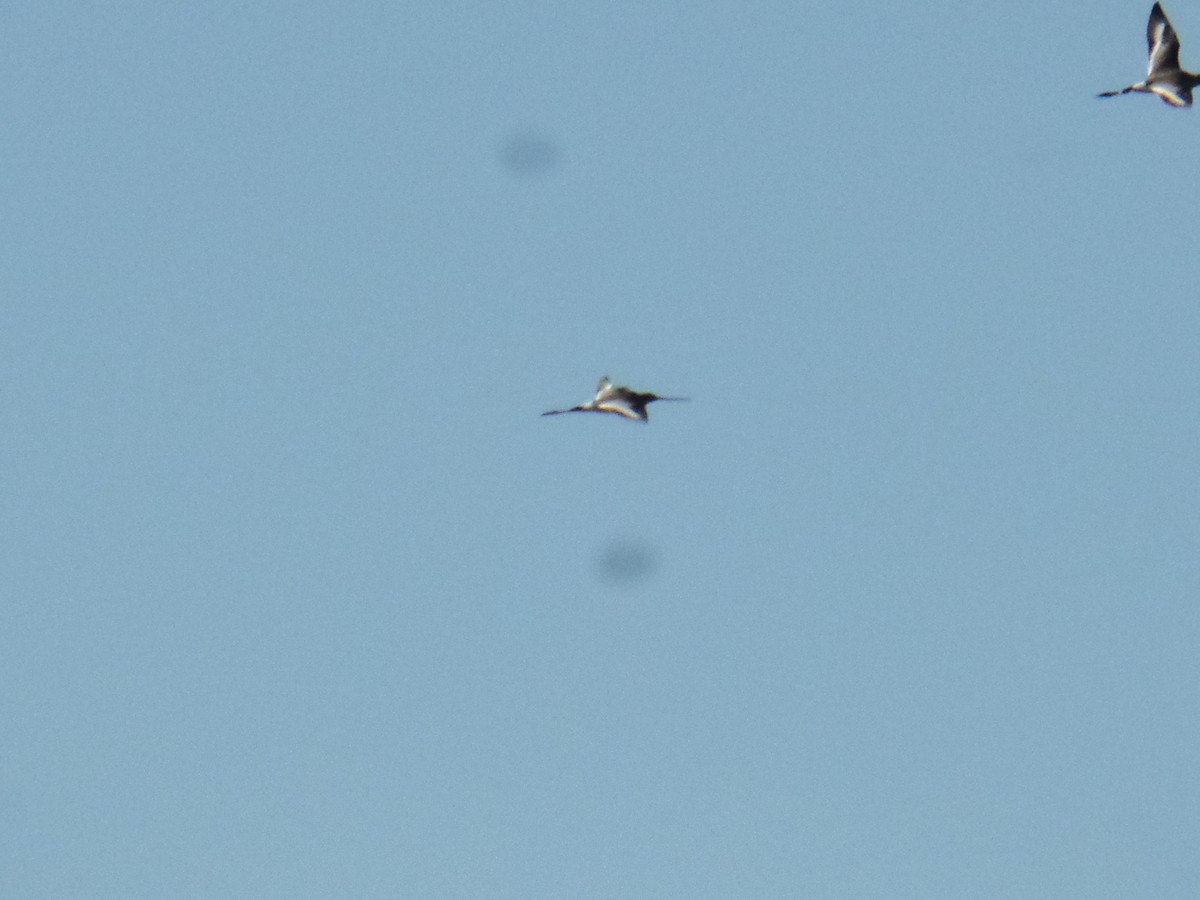 Black-tailed Godwit - ML414218271