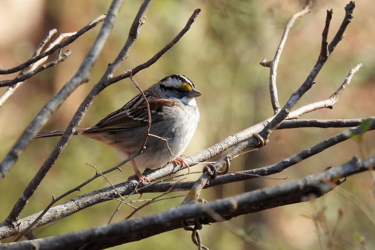 White-throated Sparrow - S. K.  Jones