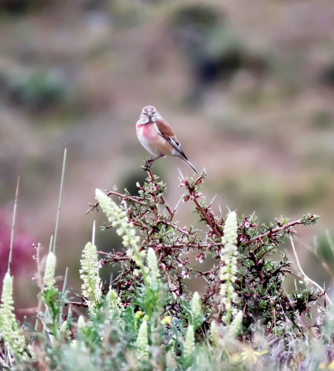 Eurasian Linnet - ML414219661