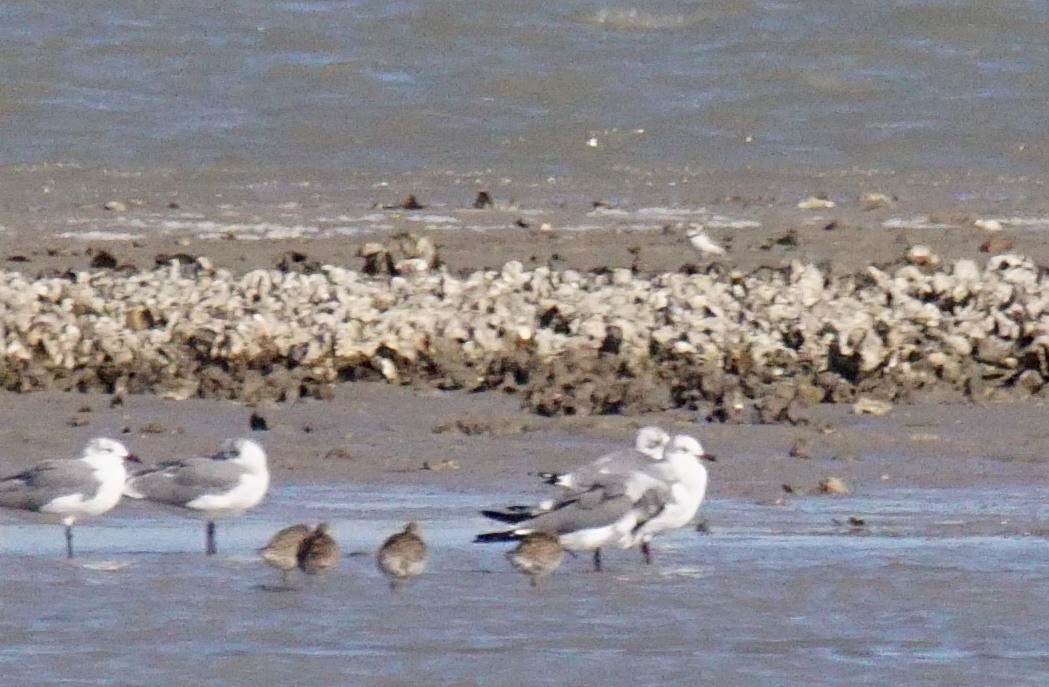 Snowy Plover - ML414222281