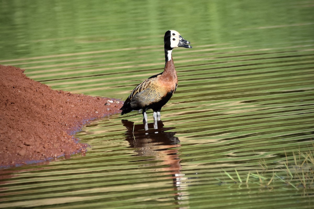 White-faced Whistling-Duck - ML414222941