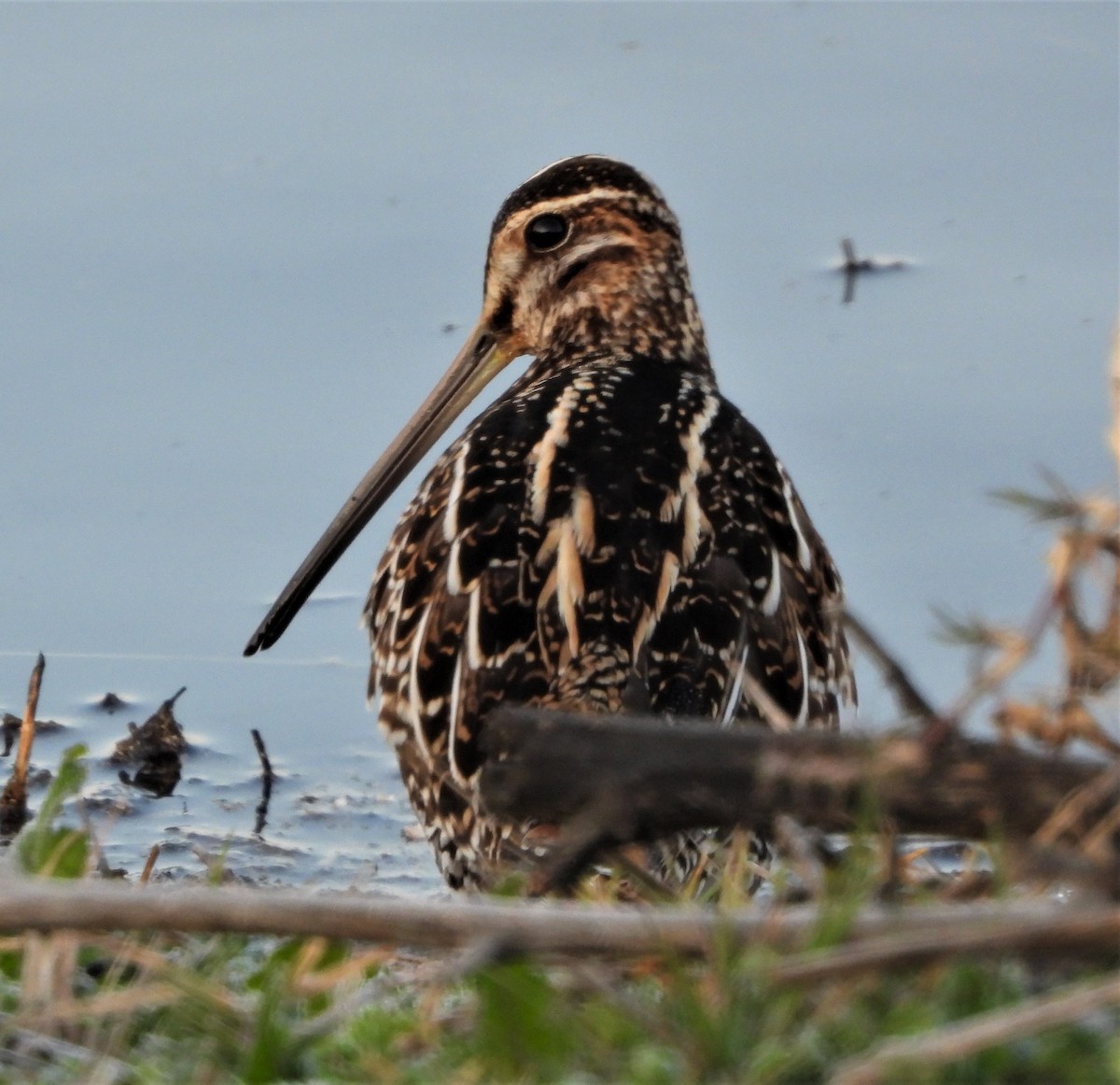 Wilson's Snipe - ML414225791