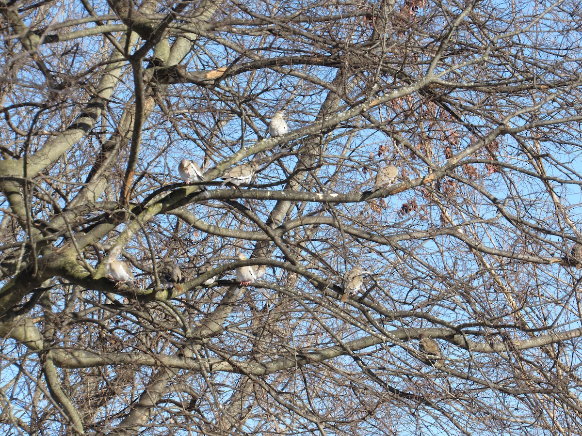 White-winged Dove - ML414226481