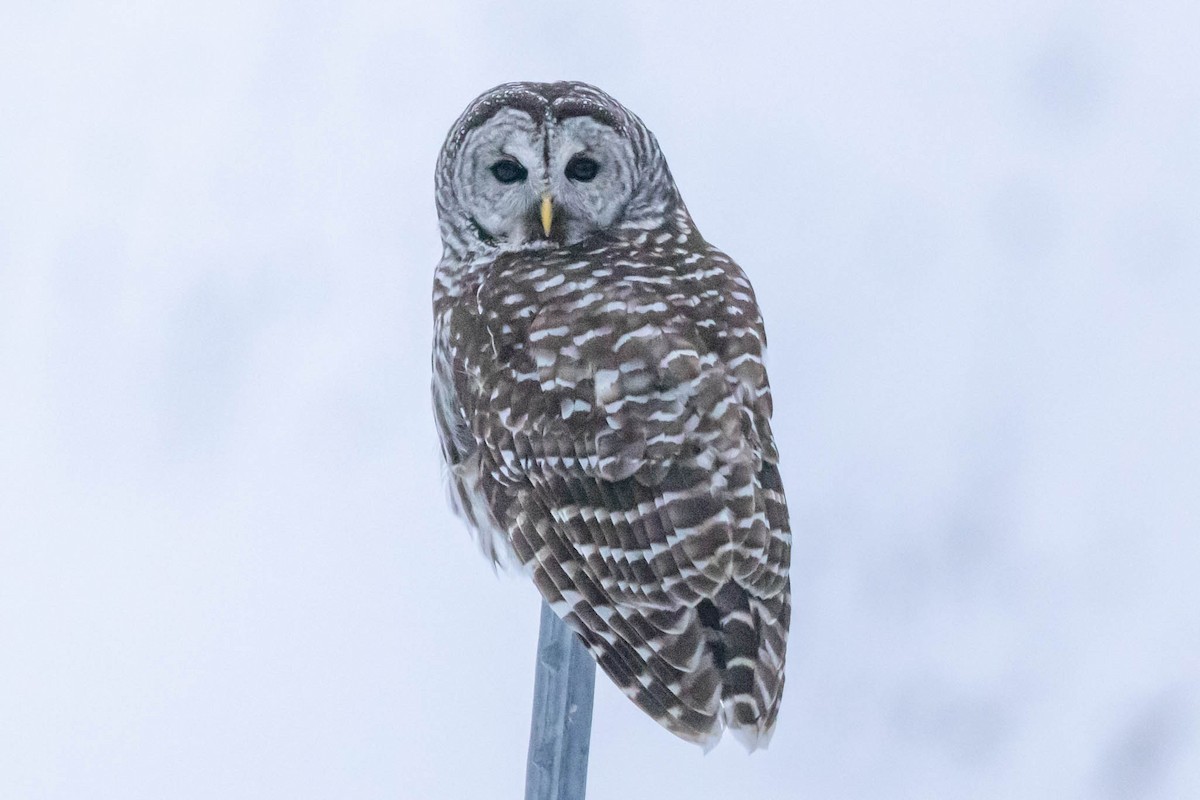 Barred Owl - County Lister Brendan