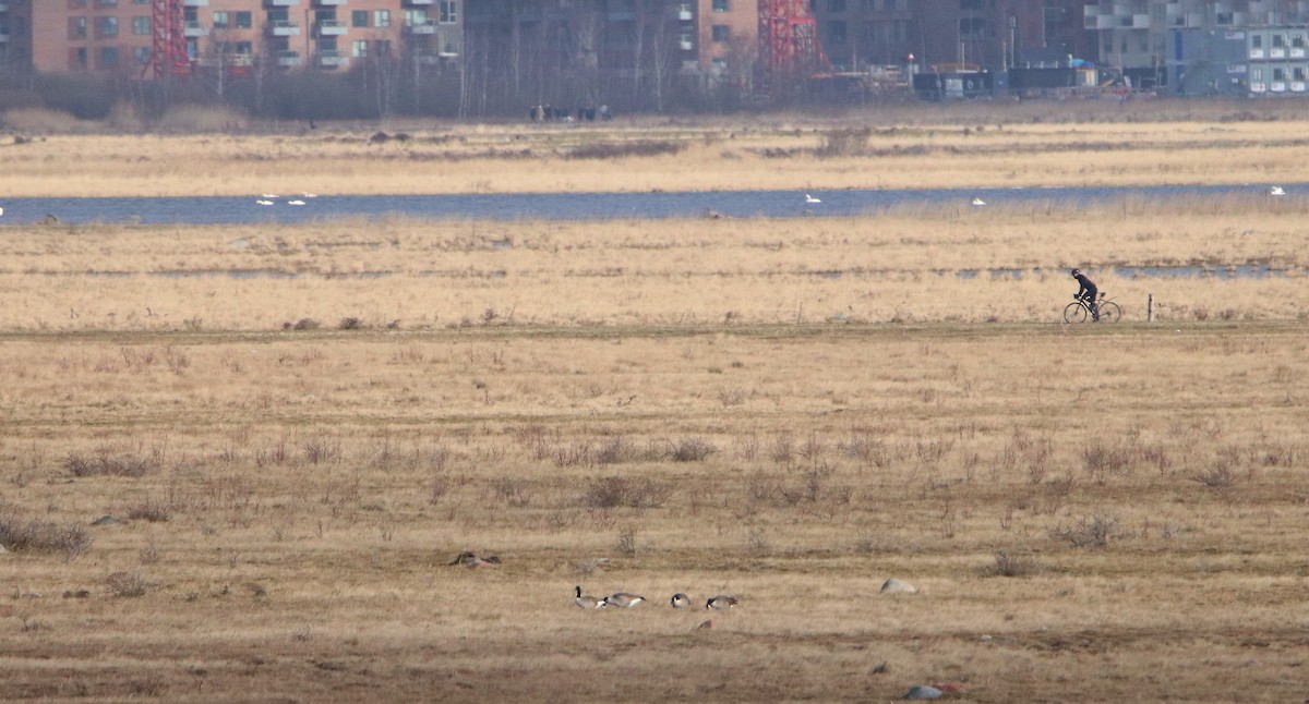 Canada Goose - Ondřej Boháč