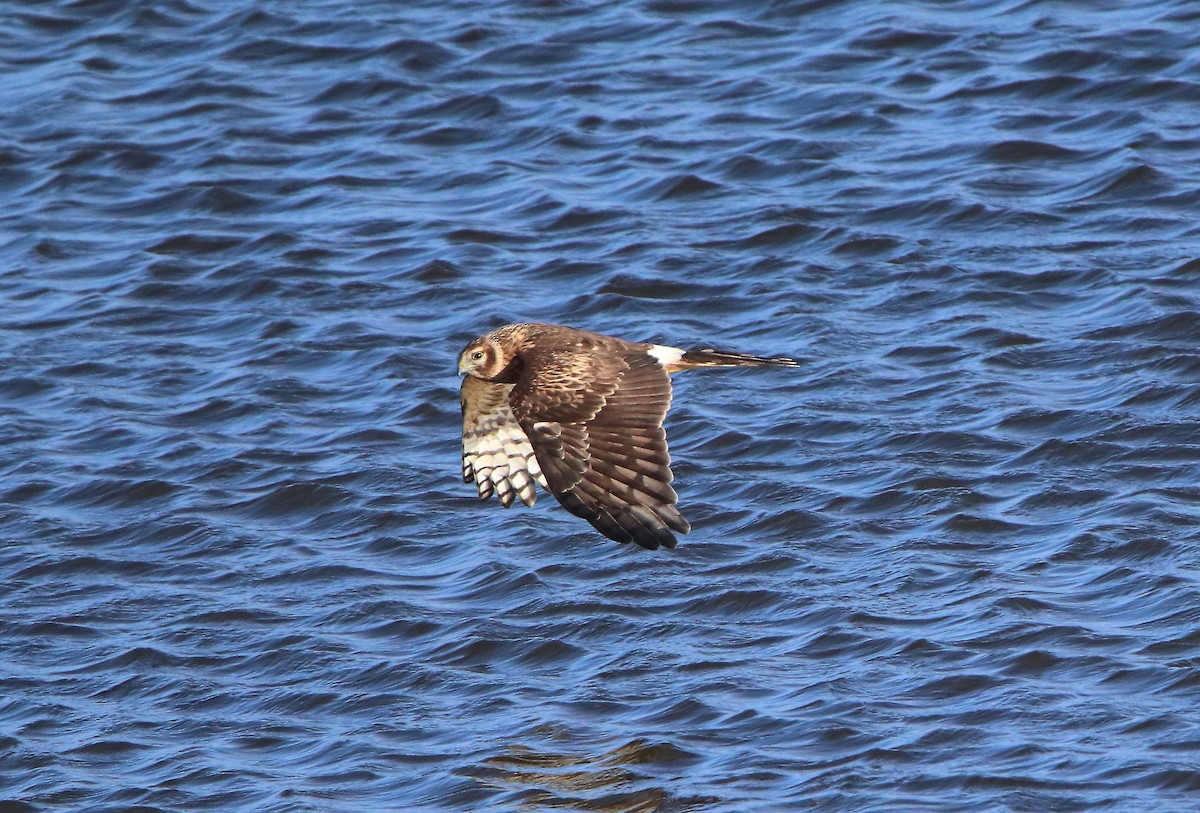 Aguilucho Pálido - ML414227701