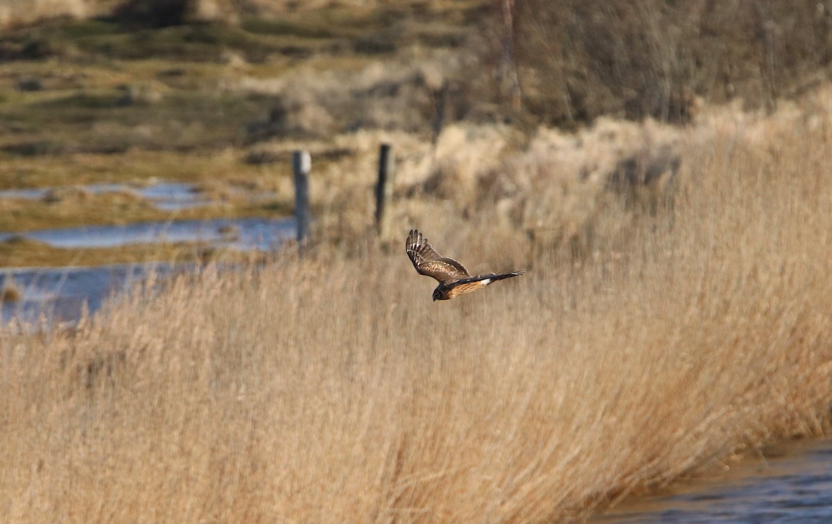 Hen Harrier - ML414227731