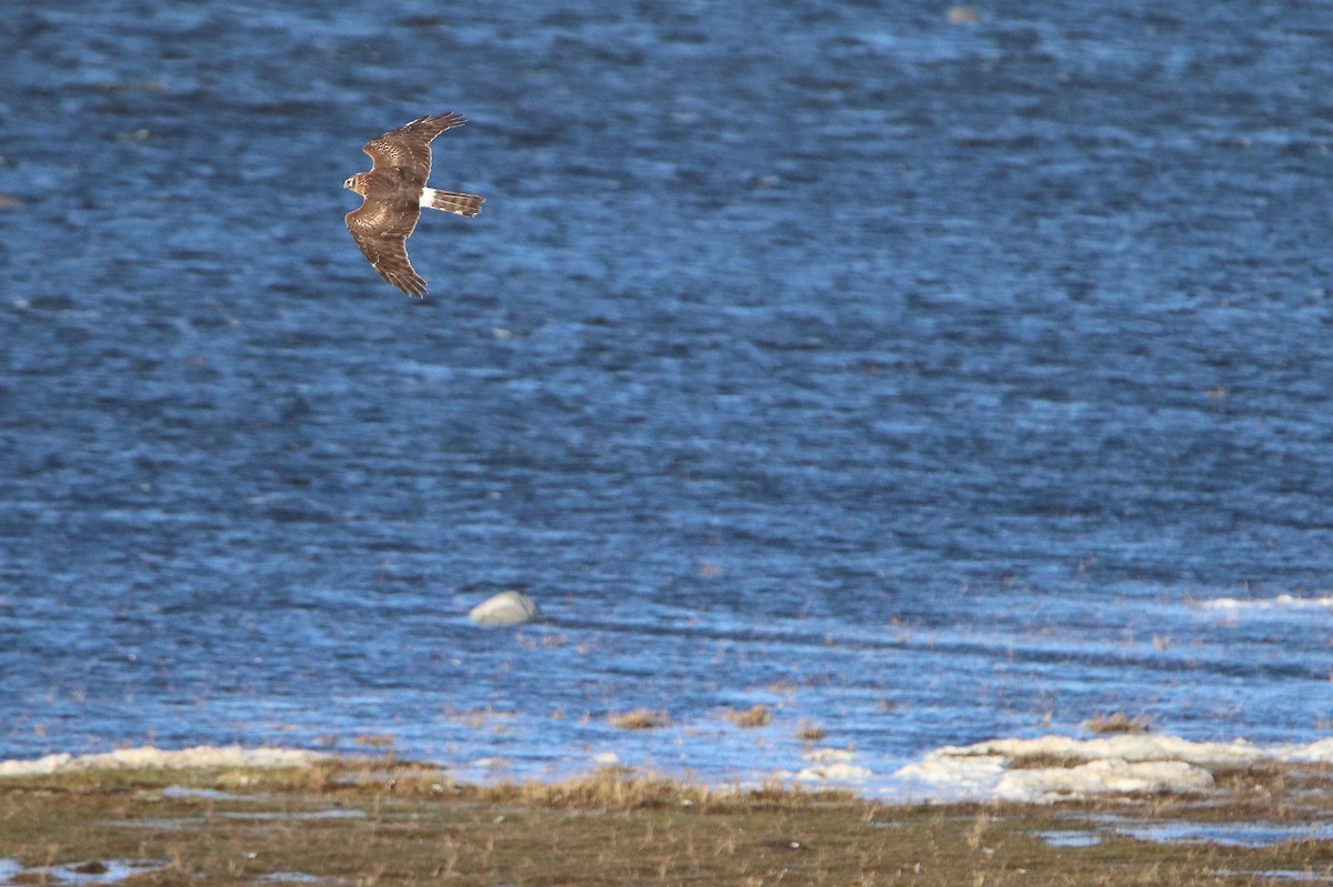 Hen Harrier - ML414227771