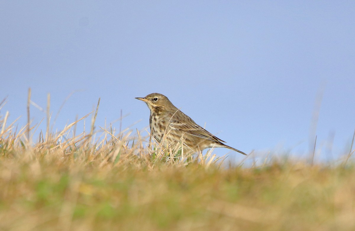 Rock Pipit - ML414227951