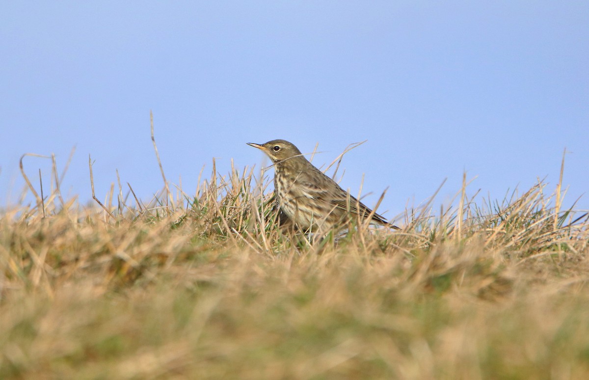 Rock Pipit - ML414227961