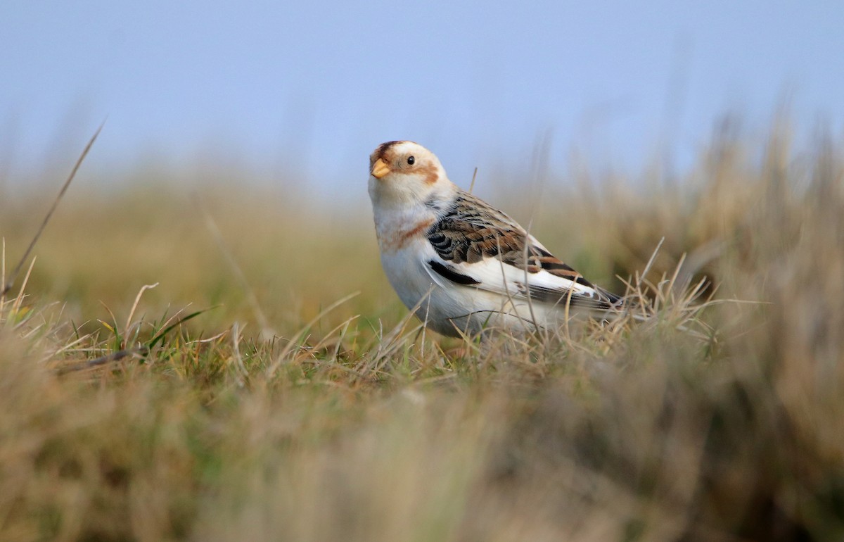 Snow Bunting - ML414228051