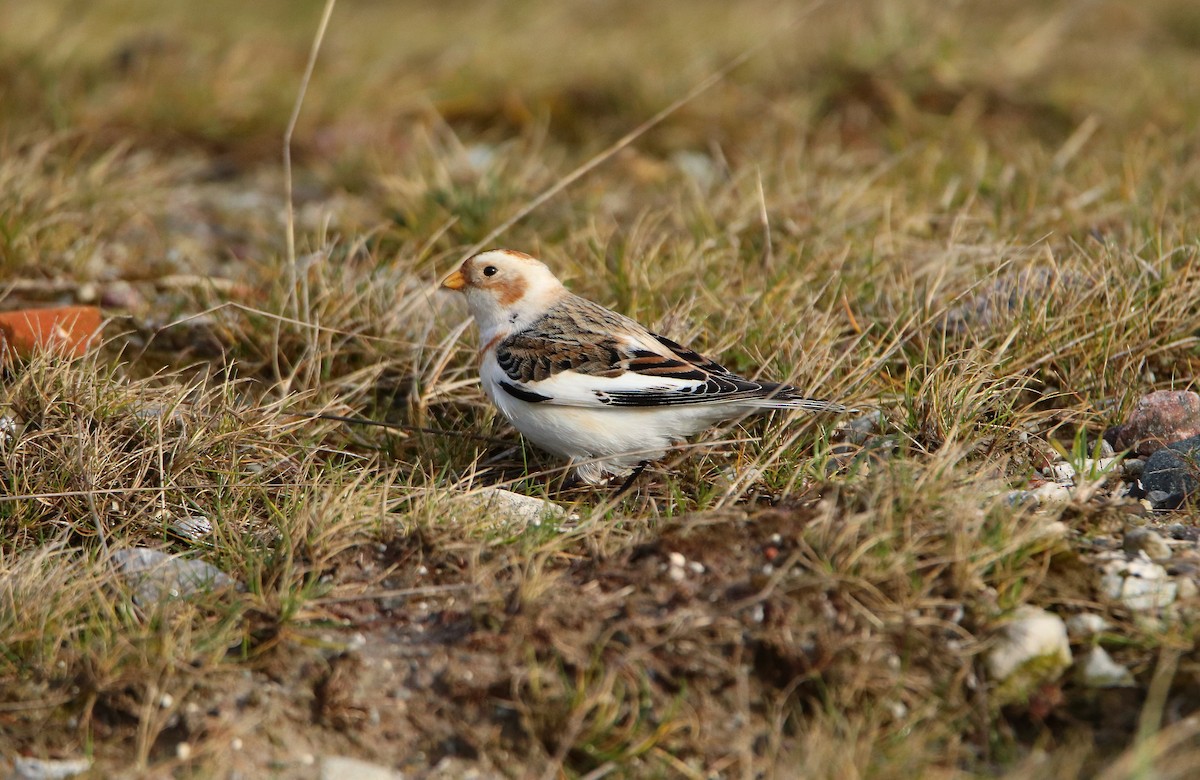 Snow Bunting - ML414228061