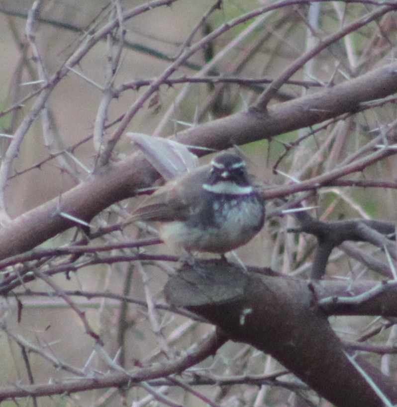 Spot-breasted/White-browed Fantail - ML414228091