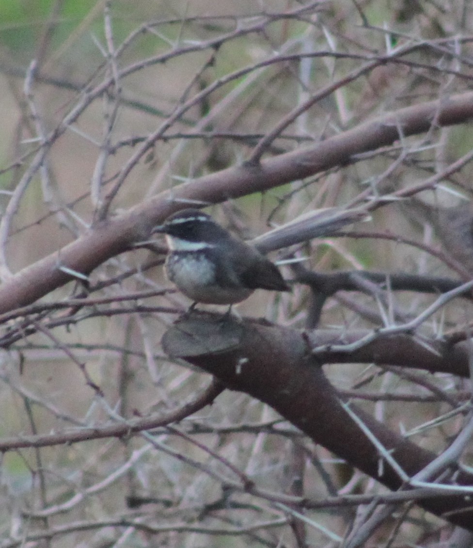 Spot-breasted/White-browed Fantail - ML414228101
