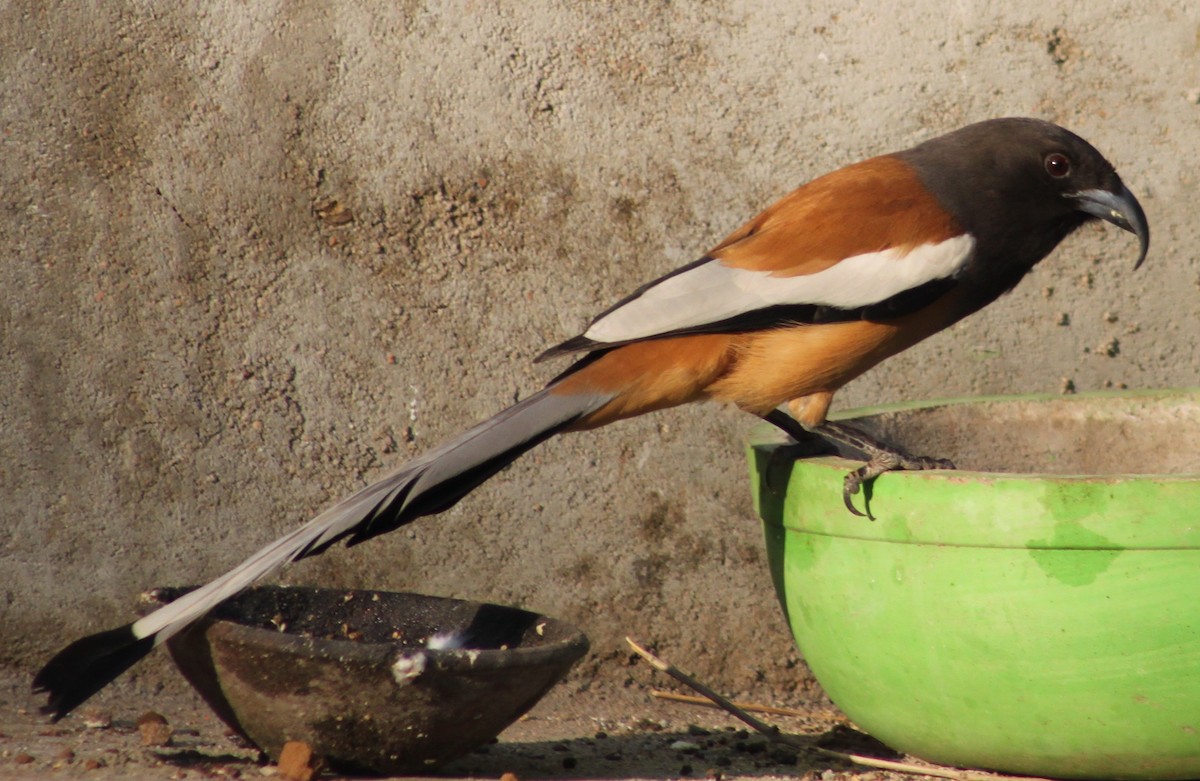 Rufous Treepie - ML414228211