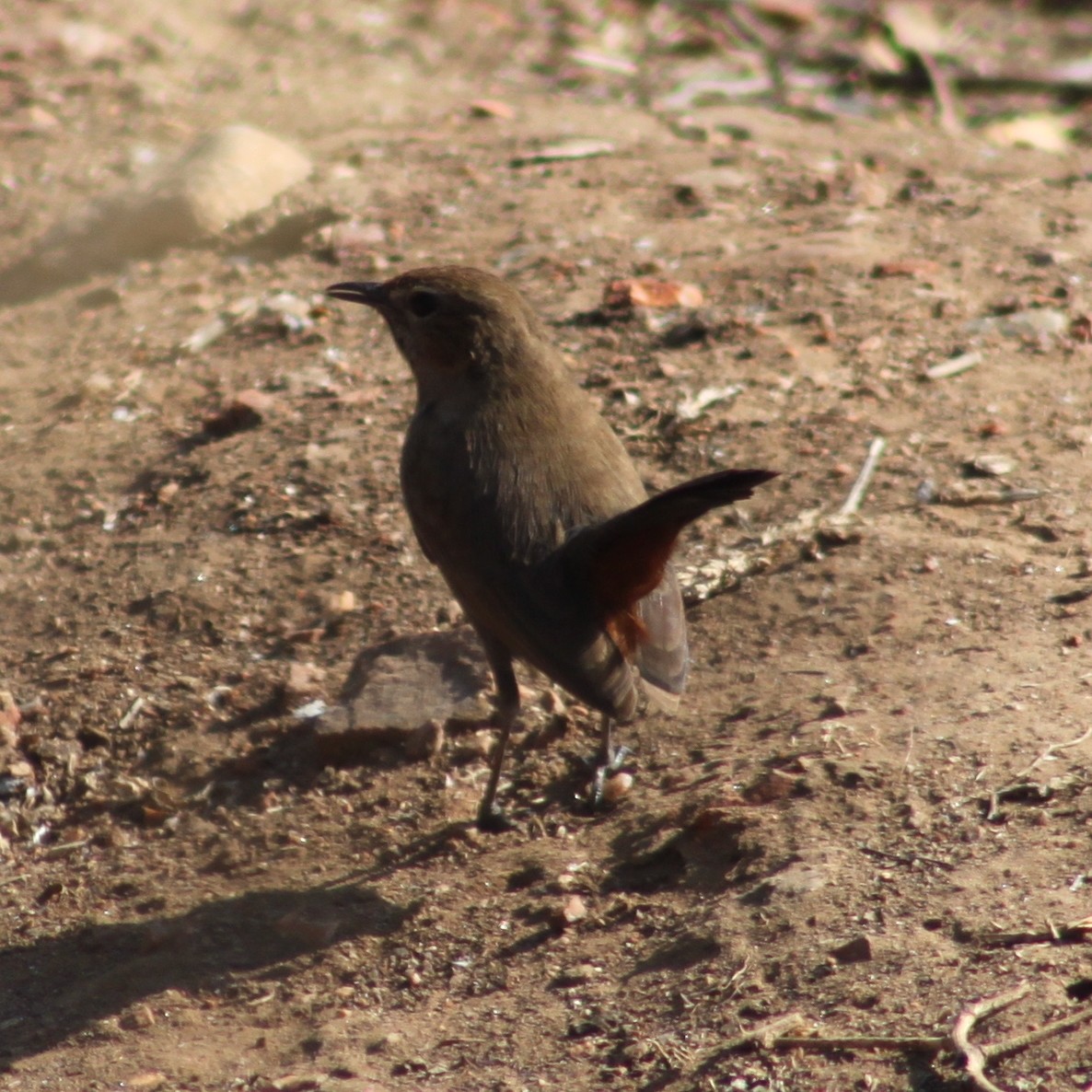 Indian Robin - ML414228561