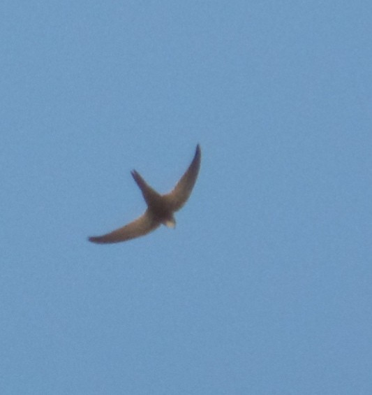 Pallid Swift - ML414229971