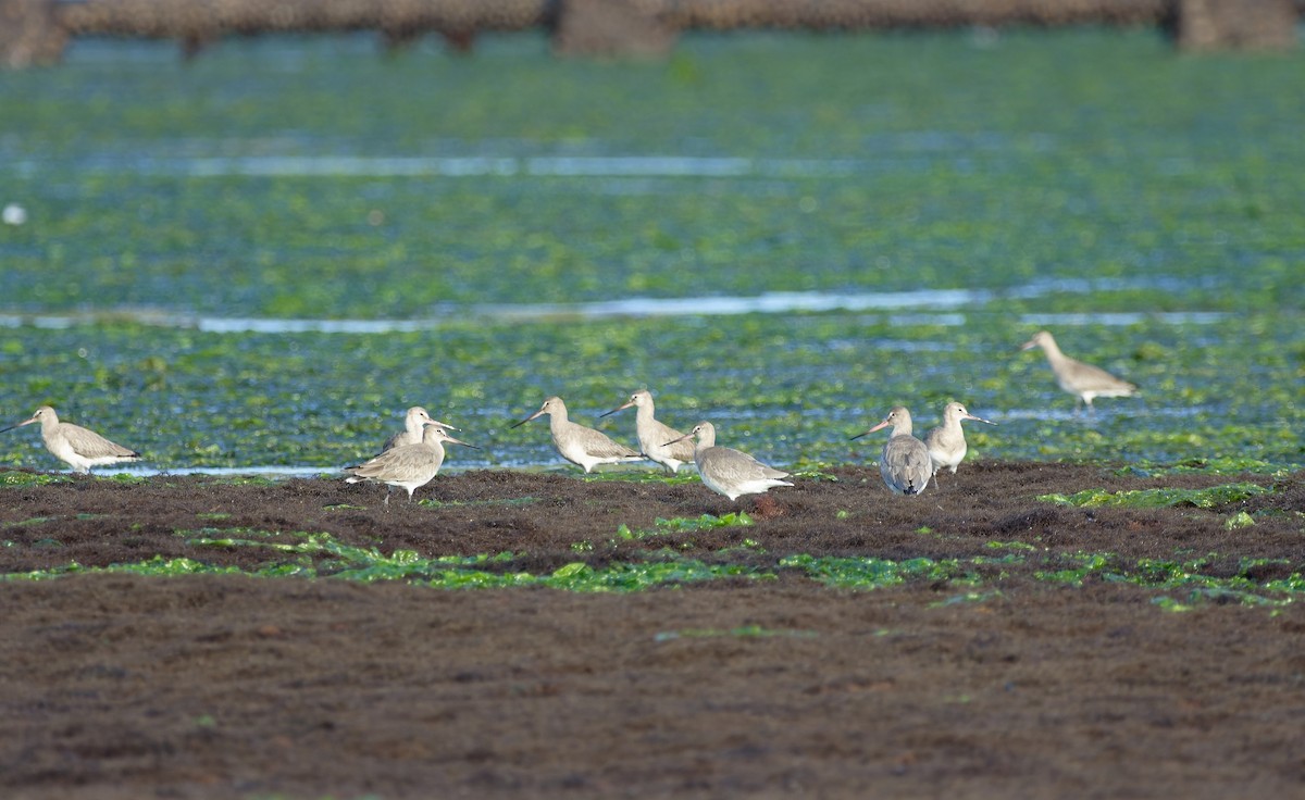 Hudsonian Godwit - Catalina  Eastman Mendoza