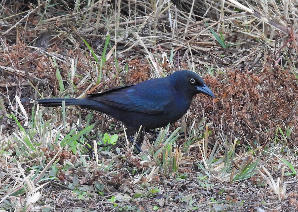 Common Grackle - Christine Rowland