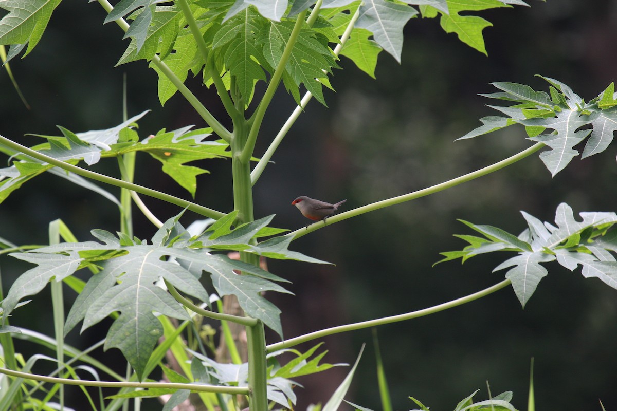 Common Waxbill - ML414231971