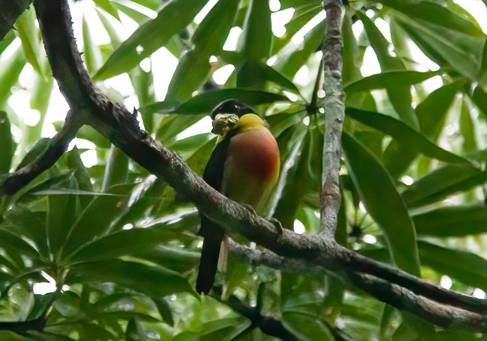 Lemon-throated Barbet (Lemon-throated) - ML414232271