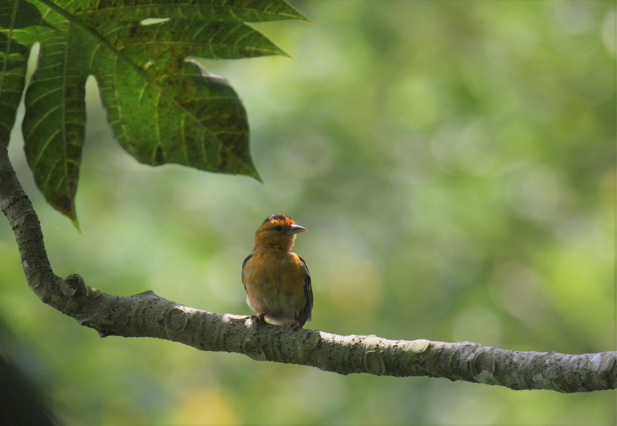 Sao Tome Weaver - ML414232541