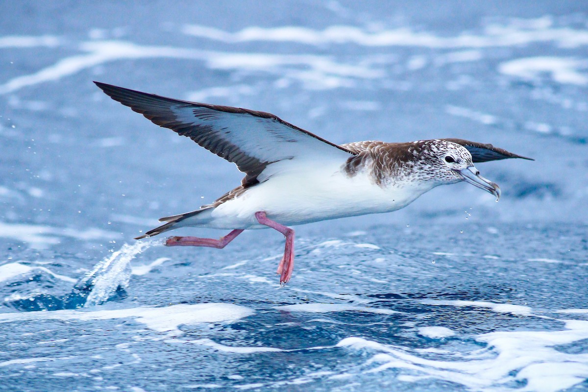 Streaked Shearwater - ML414235001