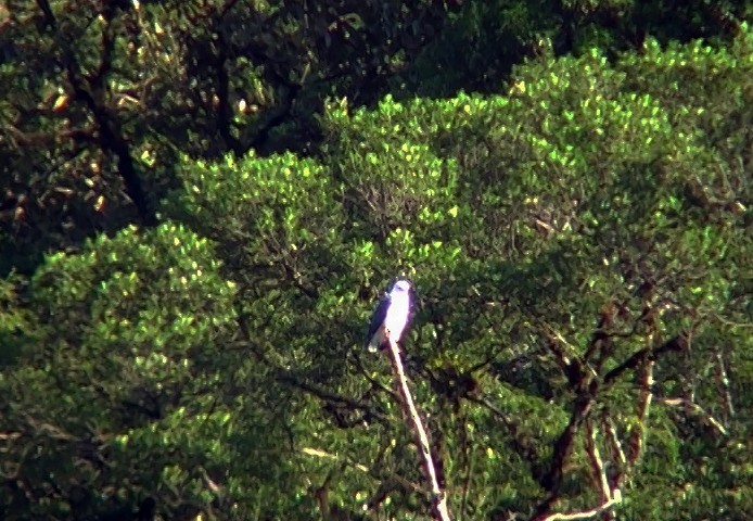 Mantled Hawk - ML414235051