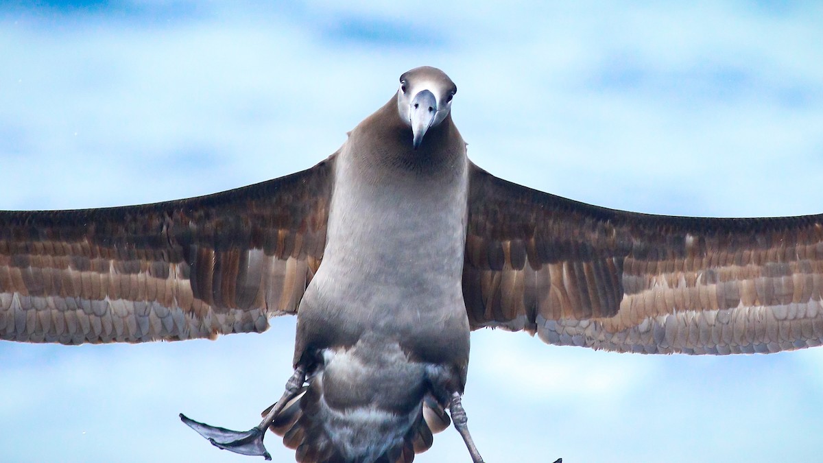 Black-footed Albatross - ML414236471