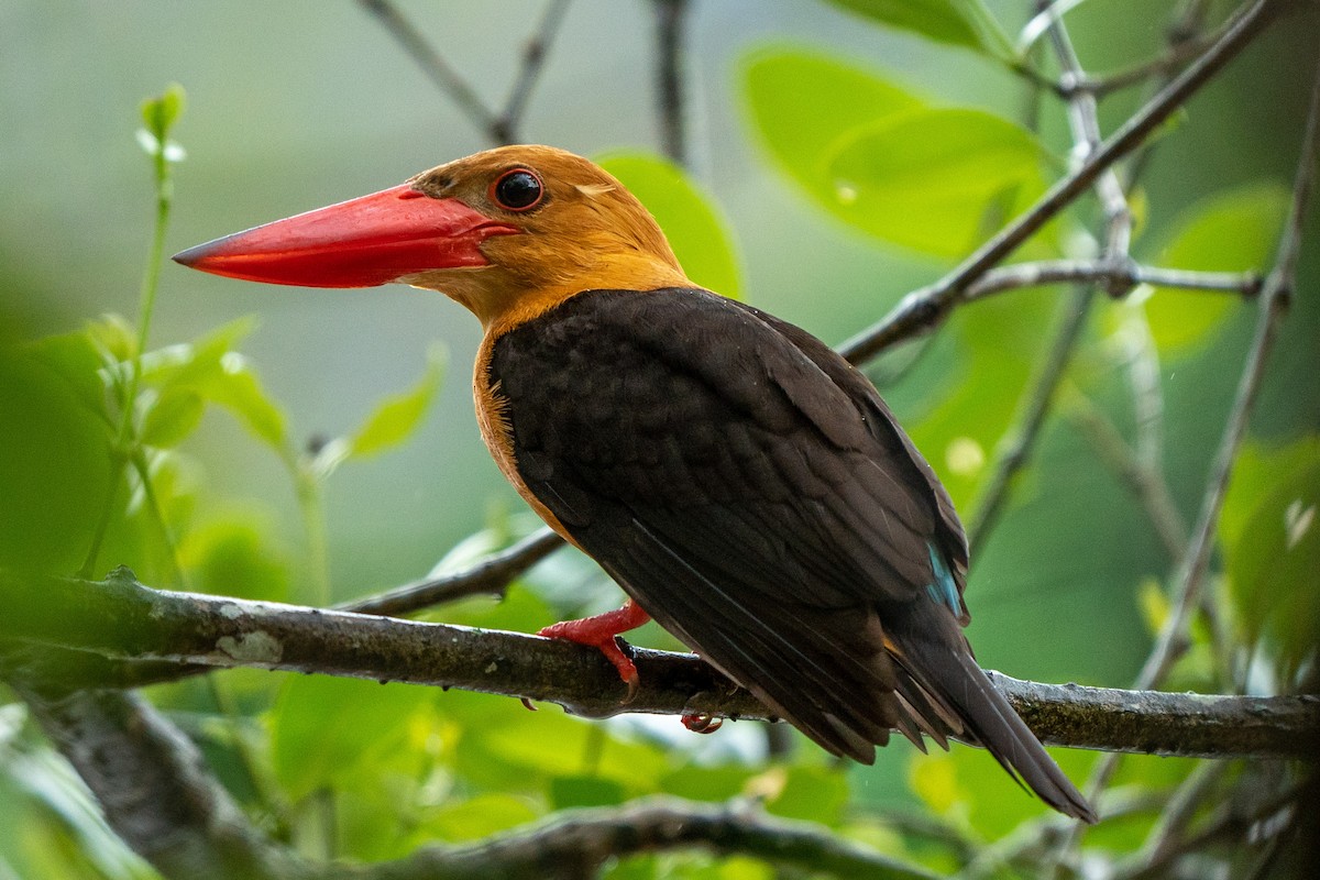 Brown-winged Kingfisher - ML414236681