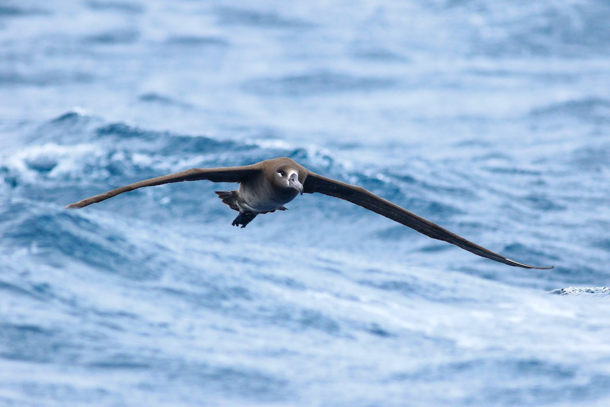 Black-footed Albatross - ML414237321
