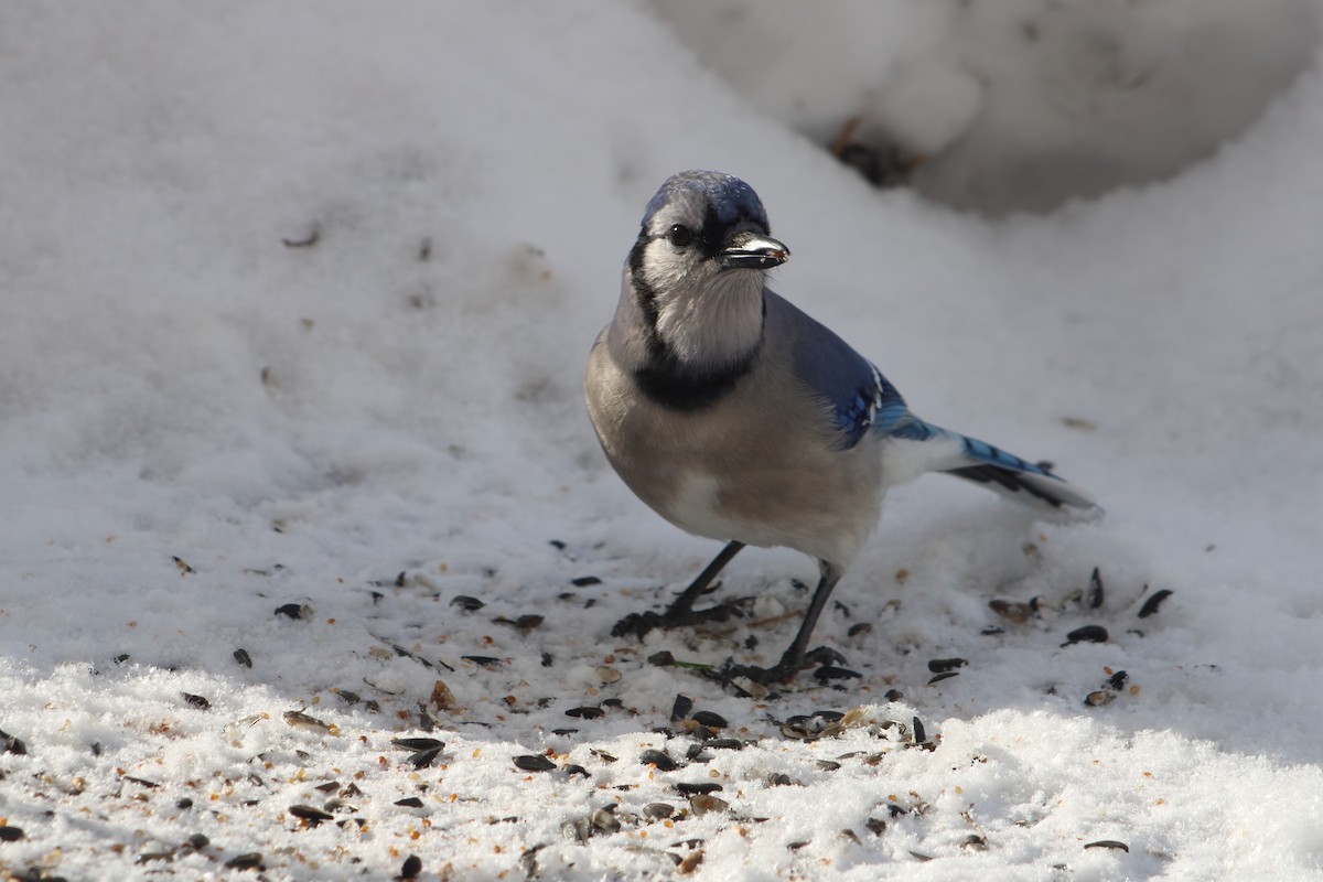 Blue Jay - ML414238261