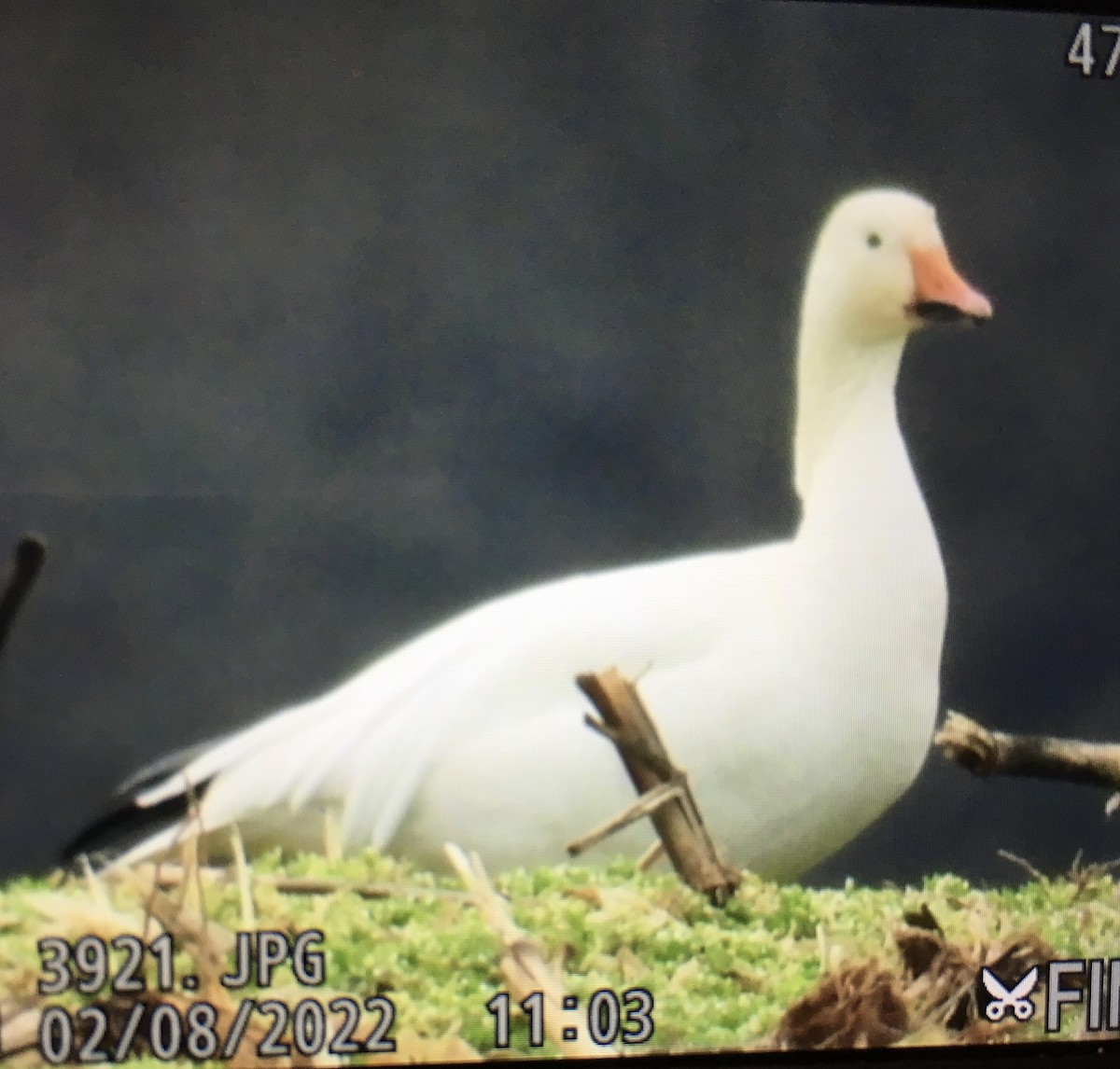 Snow Goose - ML414239601