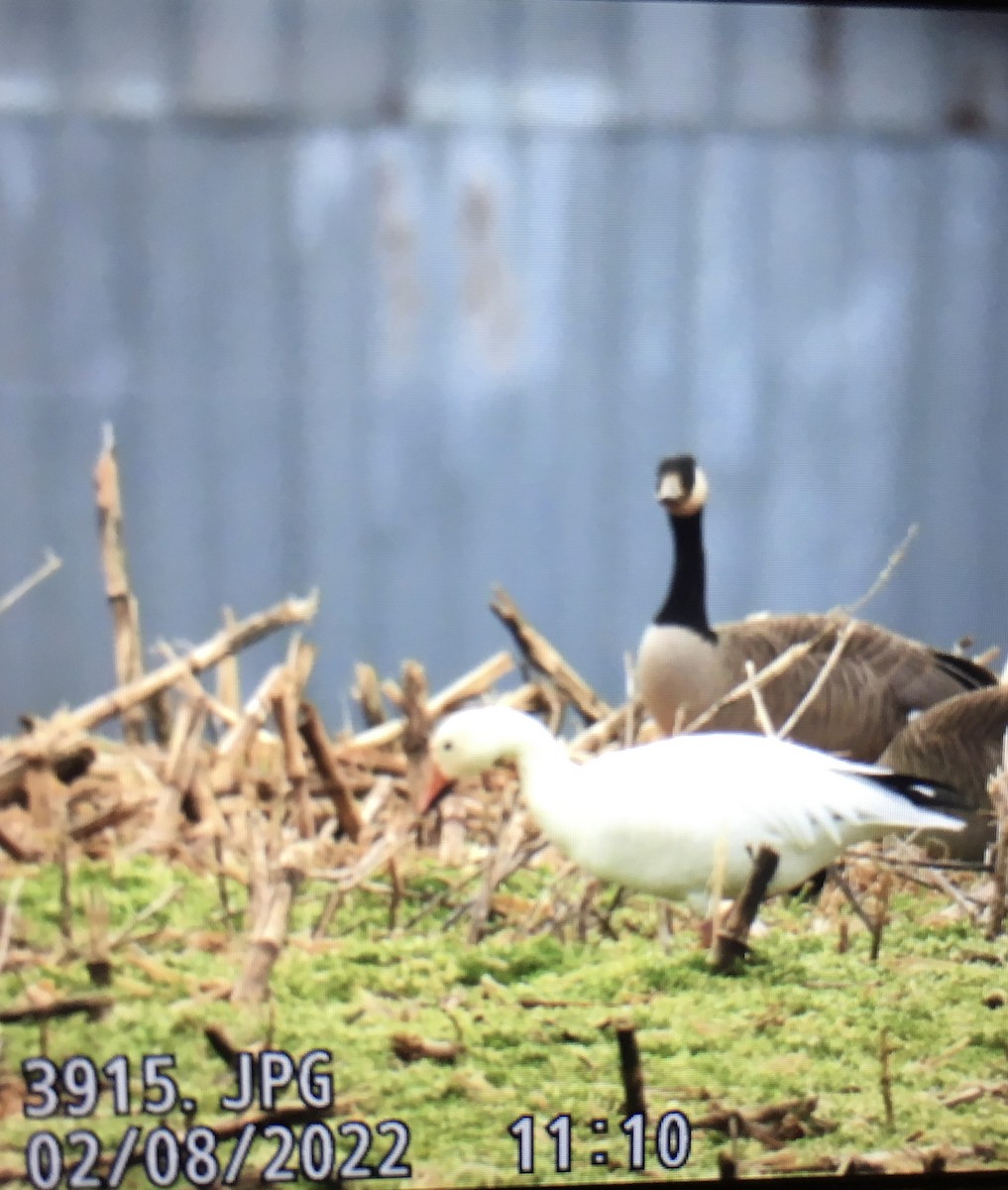 Snow Goose - ML414239611