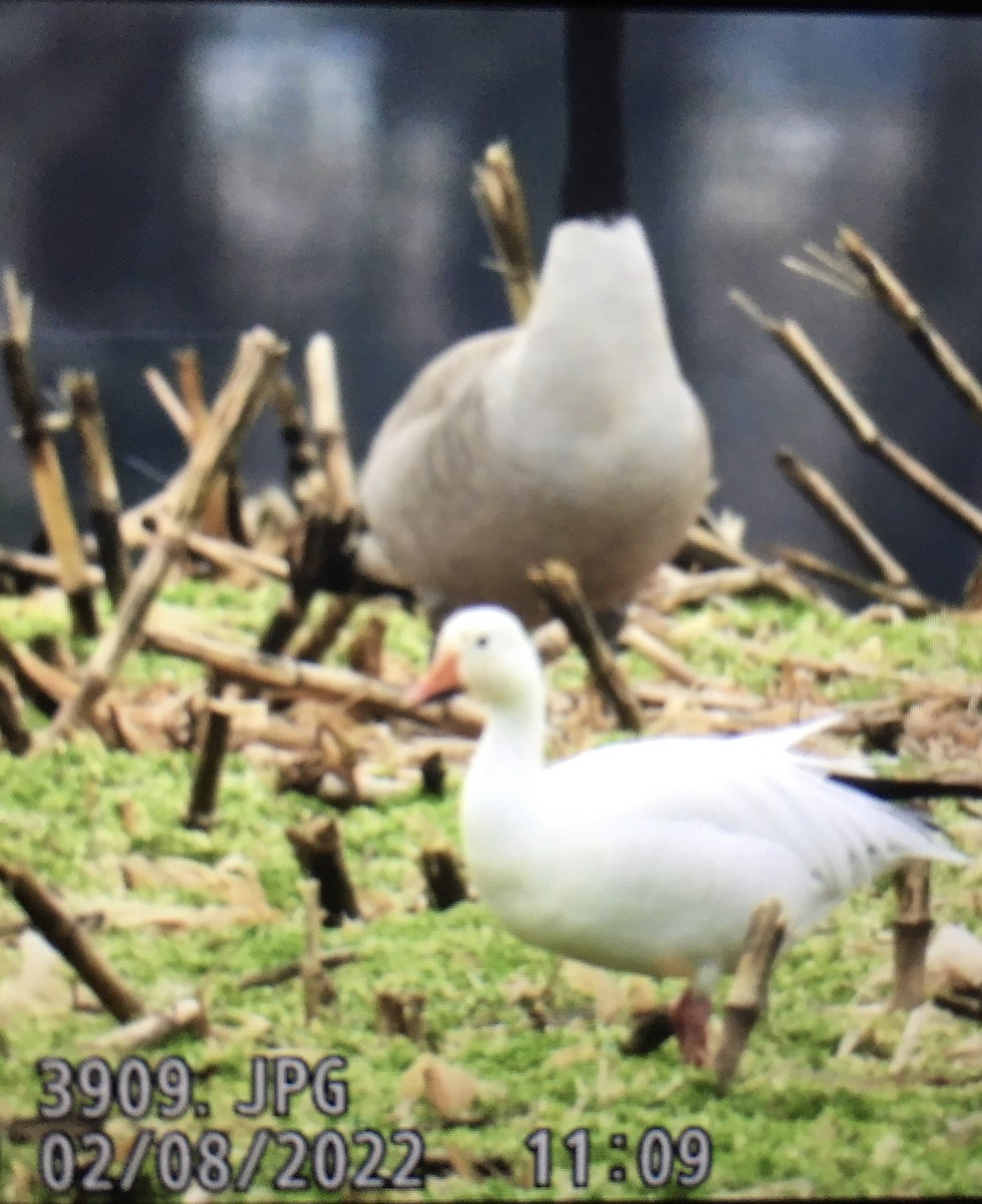 Snow Goose - ML414239621