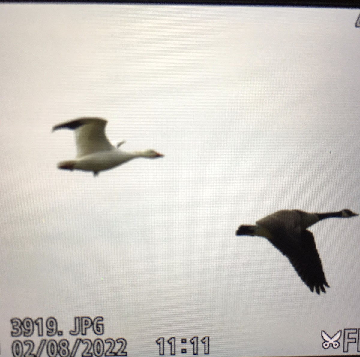 Snow Goose - ML414239631