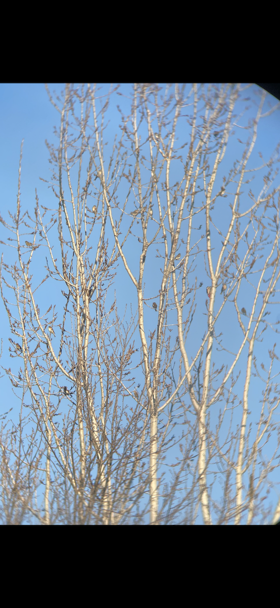 Дуулгат бужирга - ML414239701