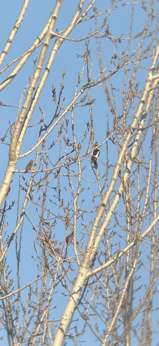 Great Spotted Woodpecker - ML414239761