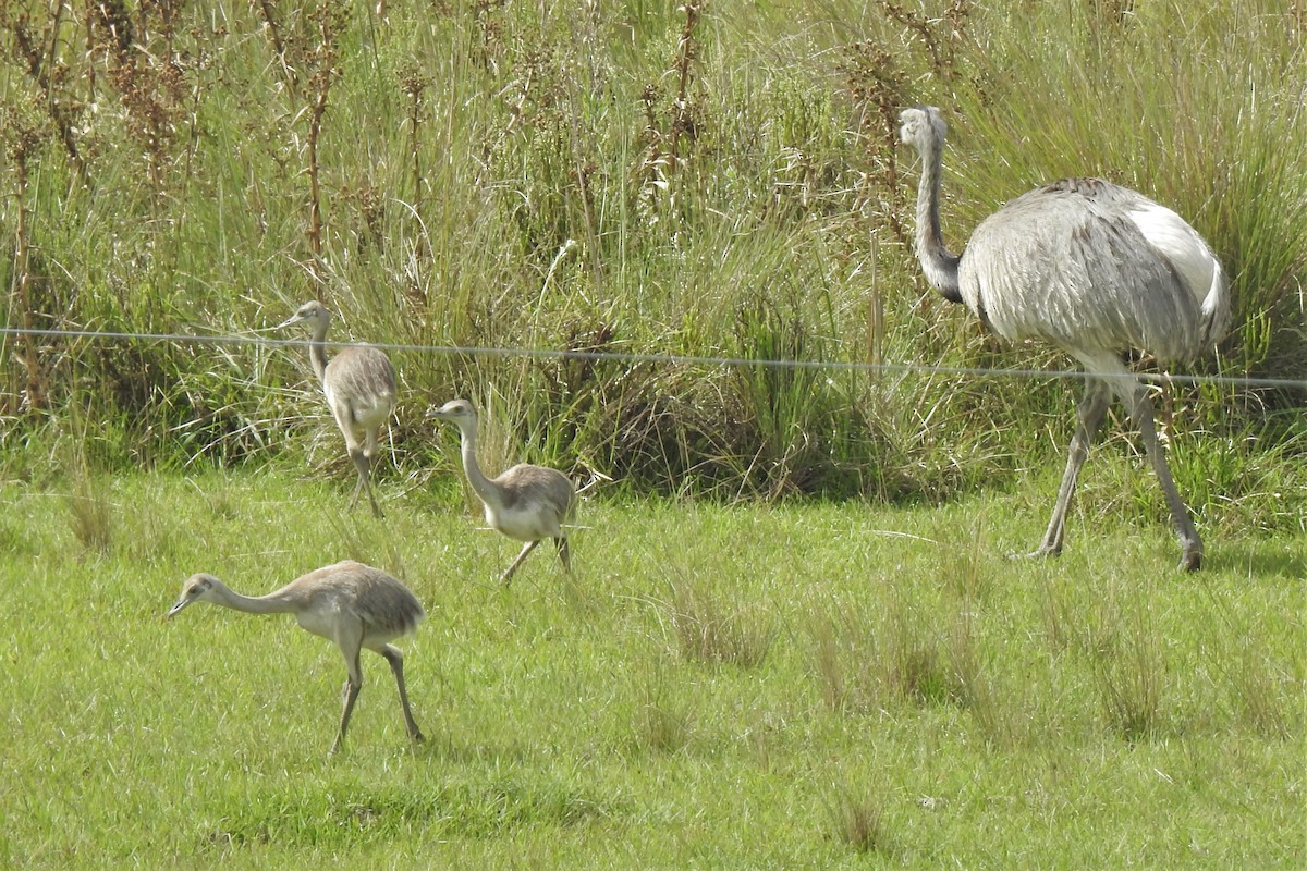 Greater Rhea - Diego Castelli