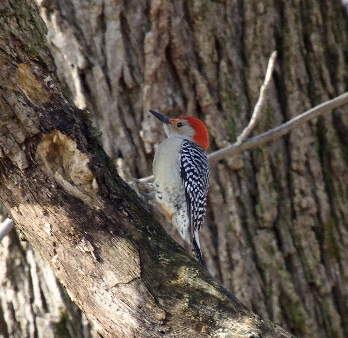 Red-bellied Woodpecker - ML414243431