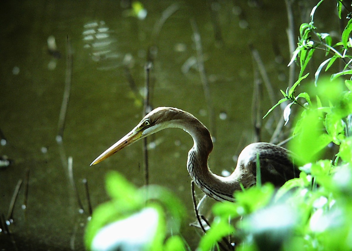 Purple Heron - ML414243451