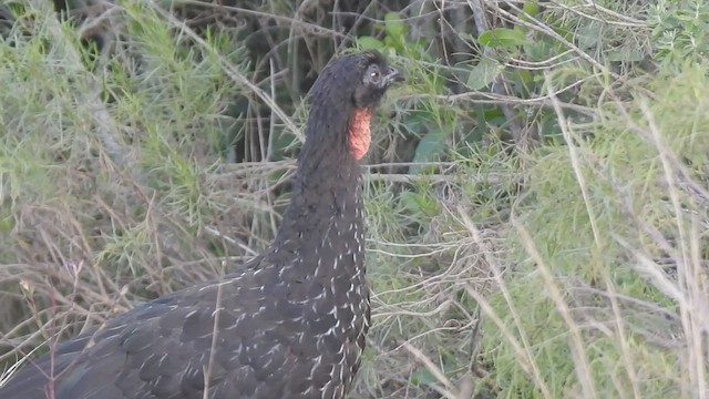 Dusky-legged Guan - ML414243501