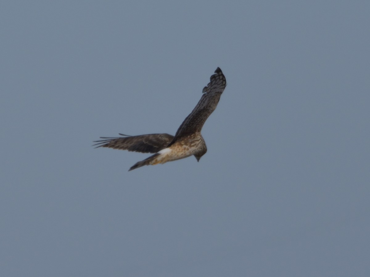 Northern Harrier - ML414244641