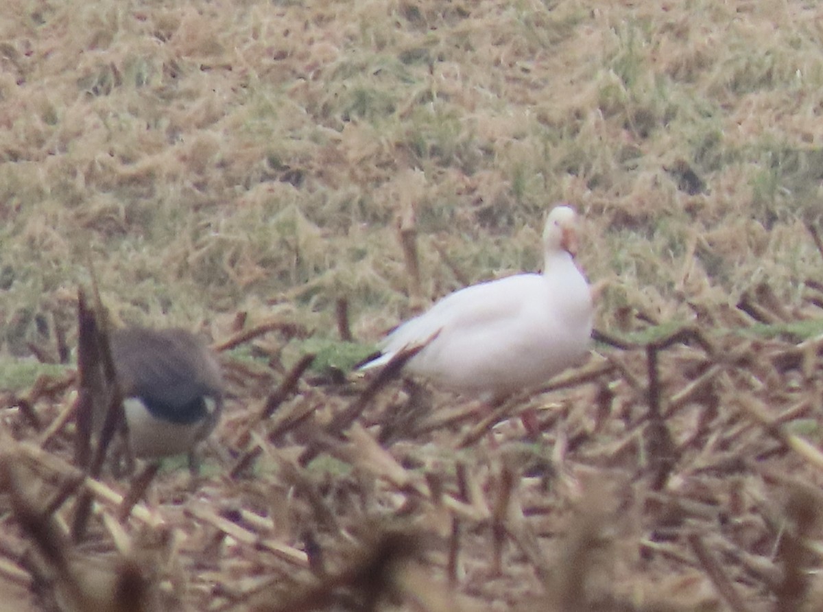 Snow Goose - ML414244701